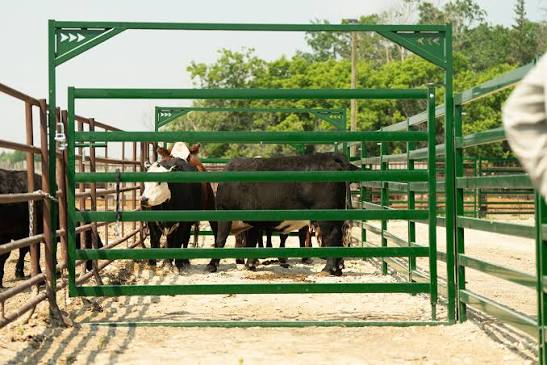 Cattle Gate